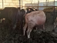 公牛, Simmental cattle — 照片 5