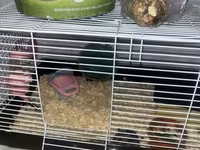 Cüce hamster və tam dəst aksesuarlar Qefes ile biryerde satılır 2-3 — Foto 3