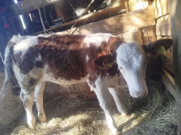 أبقار (دفعة، الجنس غير محدد), Simmental cattle