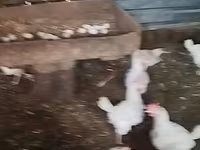 Chickens — foto 4