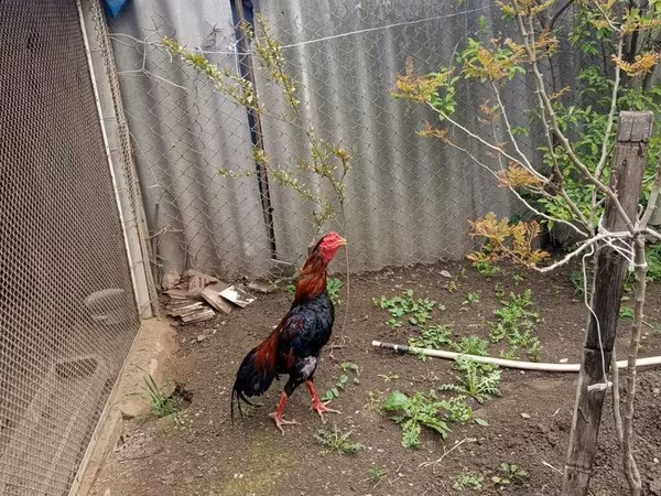 Chickens