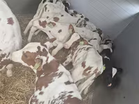Bulle, Simmental cattle — Foto 1
