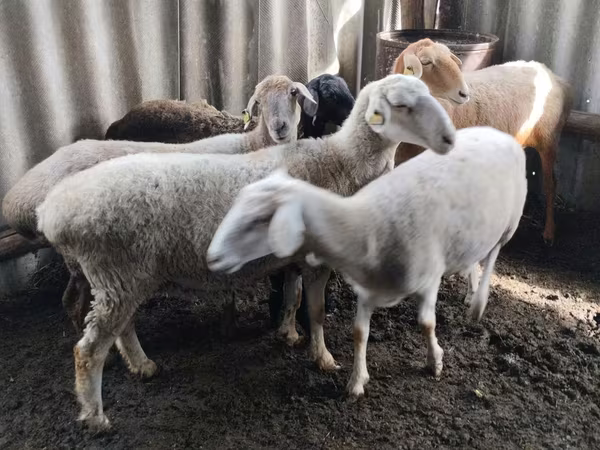 Sheep, Sheep