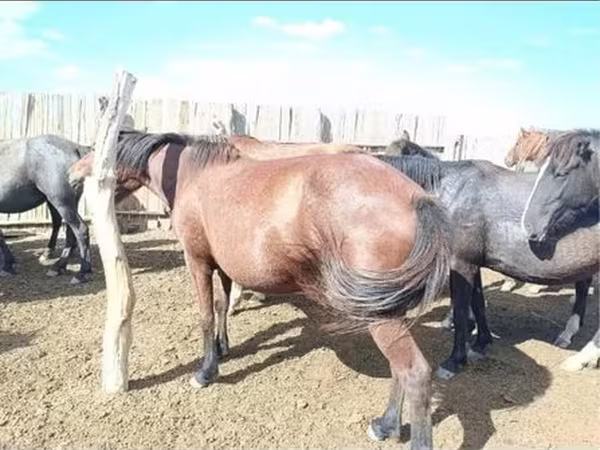 Madyan, Kazakh horse