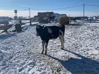 Сиыр, Russian Black pied cattle — 3-сурет