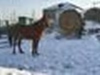 घोड़ी, Kazakh horse — फ़ोटो 4