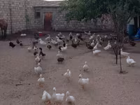 Ducks — الصورة 5