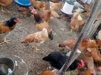 Chickens — Foto 8