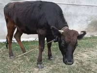 Kuh, Aberdeen-Angus — Foto 4