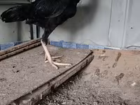 Chickens — Foto 1
