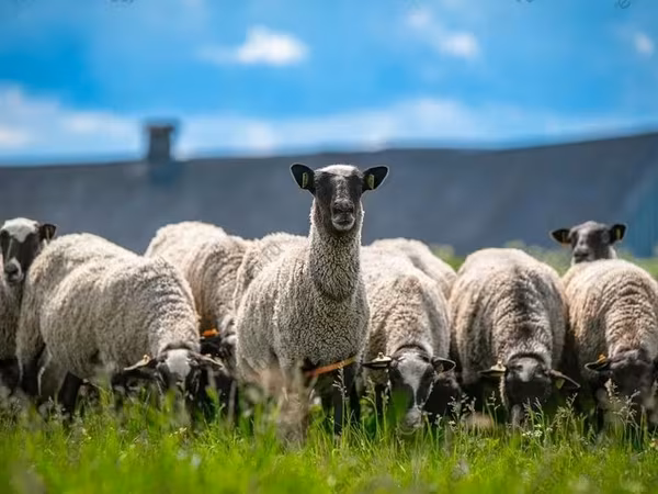 Widder, Romanov sheep