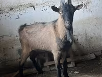Cabro, Oberhasli goats — foto 3
