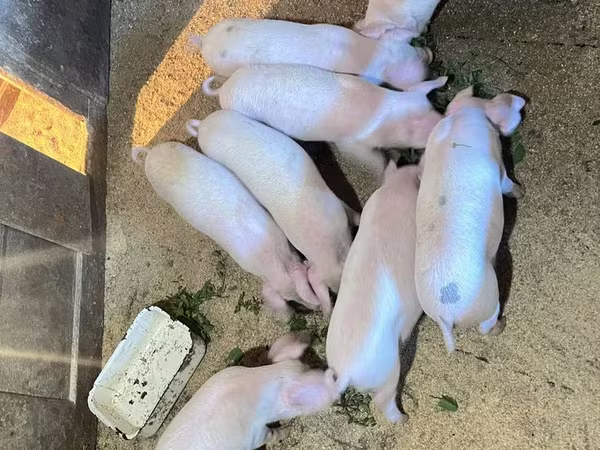 Schweine (Partie, Geschlecht nicht angegeben), Крупная белая