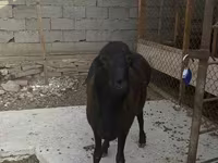 Qoʻchqor, Hissar sheep — 2-rasm