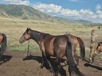 Yegua, Caballos — foto 7