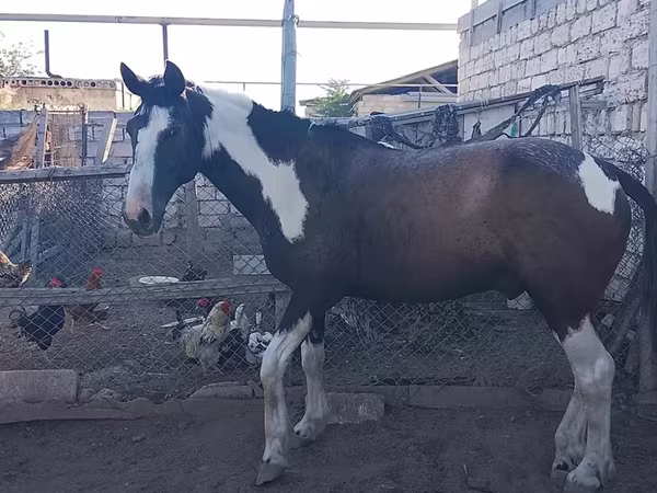 Aygʻir, Otlar