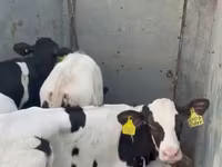 Rinder (Partie, Geschlecht nicht angegeben), Holstein-Rasse — Foto 5