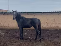 公马, Kazakh horse — 照片 1