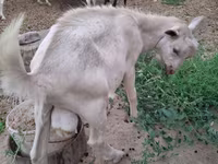 Goat, Saanen goat — photo 4