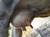 Vaca, Ganado vacuno — foto 6