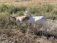 Cabra, Saanen goat — foto 4