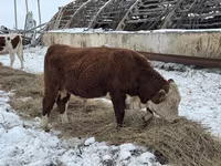 Bulle, Kasachische Weißkopfkuh — Foto 2