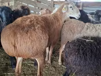 मेढ़ा, Arashan sheep — फ़ोटो 3