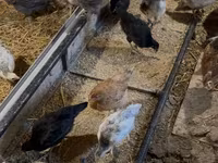 Chickens — Foto 3
