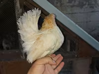 Chickens — Foto 3