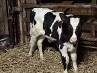 Bulle, Russian Black pied cattle — Foto 1