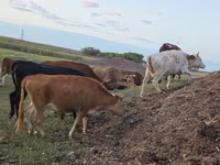 Cow, Kazakh White-headed cow — photo 5