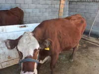 Kuh, Latvian Blue cattle — Foto 1