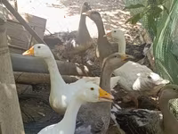 Geese — foto 2