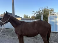 Horse (M), Arabian horse — photo 3