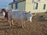 母牛, Latvian Blue cattle — 照片 3