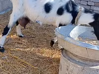 बकरी, Saanen goat — फ़ोटो 6