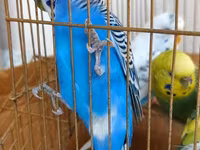 Məhsul: dalmatin və klassik rəng kombinasiyalarında nimfa/budgerigar — foto 3