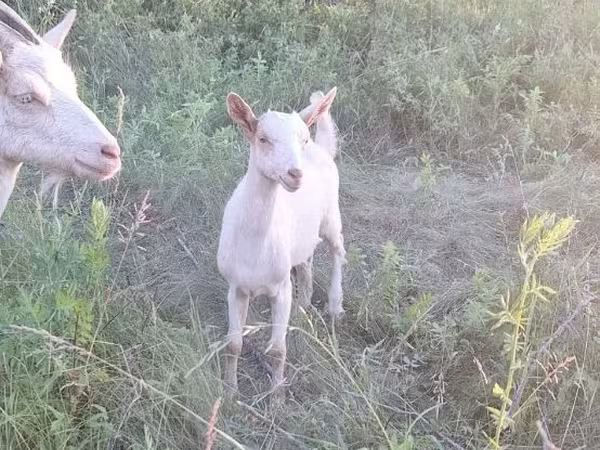 母山羊, Goats
