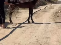 公马, Karabakh horse — 照片 1