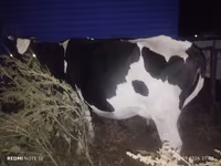 Kuh, Holstein-Rasse — Foto 3