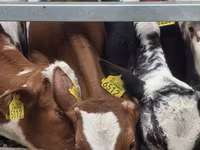 Bulle, Simmental cattle — Foto 3