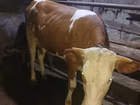 गाय, Simmental cattle — फ़ोटो 2