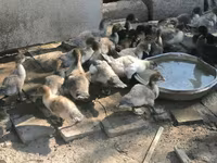 Ducks — 7-сурет