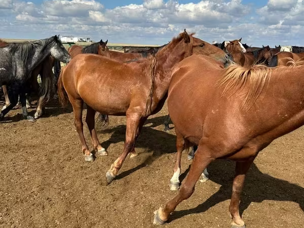 Madyan, Horse breed