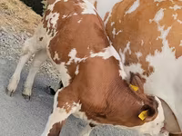 بقرة, Simmental cattle — الصورة 1