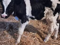 Toro, Russian Black pied cattle — foto 2