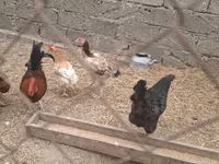 Chickens — الصورة 2