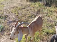 عنزة, Nubian Goat — الصورة 2