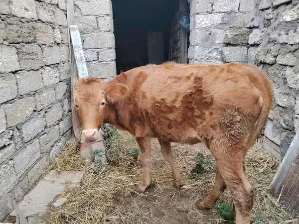 Cow, Cattle