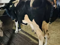 Kuh, Russian Black pied cattle — Foto 4